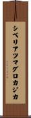 シベリアツマグロカジカ Scroll