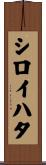 シロイハタ Scroll