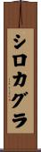 シロカグラ Scroll
