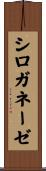 シロガネーゼ Scroll