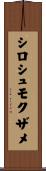 シロシュモクザメ Scroll