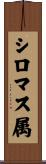 シロマス属 Scroll