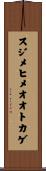 スジメヒメオオトカゲ Scroll