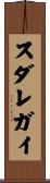 スダレガイ Scroll
