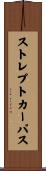 ストレプトカーパス Scroll