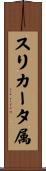 スリカータ属 Scroll