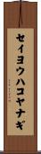 セイヨウハコヤナギ Scroll