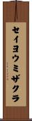 セイヨウミザクラ Scroll