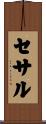 セサル Scroll