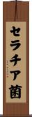 セラチア菌 Scroll