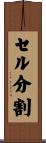 セル分割 Scroll