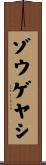 ゾウゲヤシ Scroll