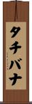 タチバナ Scroll