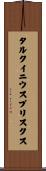 タルクイニウスプリスクス Scroll