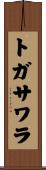 トガサワラ Scroll