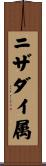 ニザダイ属 Scroll