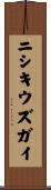 ニシキウズガイ Scroll