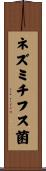 ネズミチフス菌 Scroll