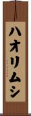 ハオリムシ Scroll