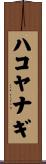 ハコヤナギ Scroll