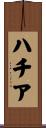 ハチア Scroll