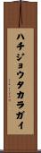 ハチジョウタカラガイ Scroll