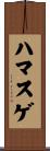 ハマスゲ Scroll