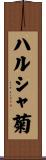ハルシャ菊 Scroll