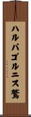 ハルパゴルニス鷲 Scroll