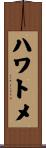 ハワトメ Scroll