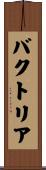 バクトリア Scroll