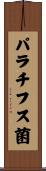 パラチフス菌 Scroll