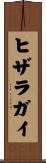 ヒザラガイ Scroll