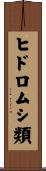 ヒドロムシ類 Scroll