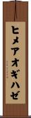 ヒメアオギハゼ Scroll