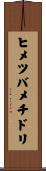 ヒメツバメチドリ Scroll