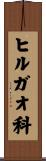ヒルガオ科 Scroll