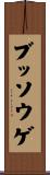 ブッソウゲ Scroll