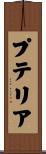 プテリア Scroll