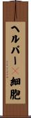 ヘルパーＴ細胞 Scroll