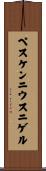 ペスケンニウス・ニゲル Scroll