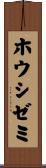 ホウシゼミ Scroll