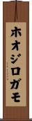 ホオジロガモ Scroll