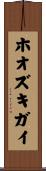 ホオズキガイ Scroll