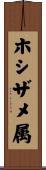 ホシザメ属 Scroll