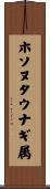 ホソヌタウナギ属 Scroll