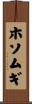 ホソムギ Scroll