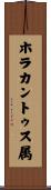 ホラカントゥス属 Scroll