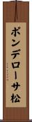 ポンデローサ松 Scroll