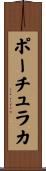 ポーチュラカ Scroll